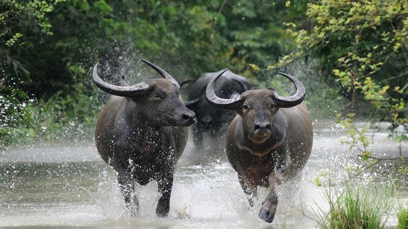 Tuổi Sửu - Màu đen, xanh lá, hồng